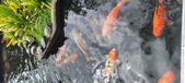 Enlarge photo 39