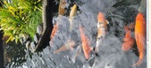 Enlarge photo 40