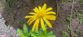 Enlarge photo 44