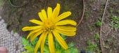 Enlarge photo 45