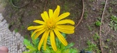 Enlarge photo 46