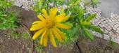 Enlarge photo 49