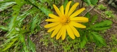 Enlarge photo 50