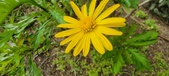 Enlarge photo 51