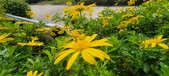 Enlarge photo 52