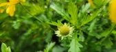 Enlarge photo 61