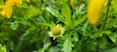 Enlarge photo 62