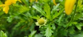 Enlarge photo 63