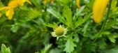 Enlarge photo 64
