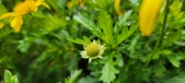 Enlarge photo 65