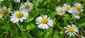 Enlarge photo 68