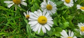 Enlarge photo 71