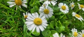Enlarge photo 72