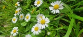 Enlarge photo 74