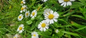 Enlarge photo 76