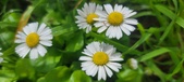 Enlarge photo 78