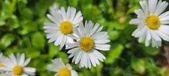 Enlarge photo 85