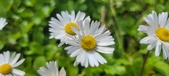 March Flowers