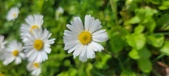 Enlarge photo 86