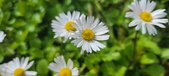 Enlarge photo 87