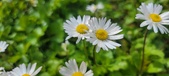 Enlarge photo 88