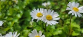 Enlarge photo 89