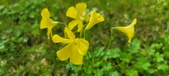 Enlarge photo 498