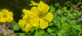 Enlarge photo 490