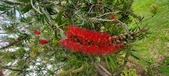Enlarge photo 488
