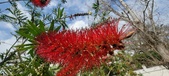 Enlarge photo 483