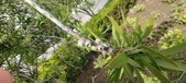 Enlarge photo 476