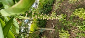 Enlarge photo 474