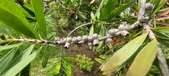 Enlarge photo 470