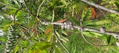 Enlarge photo 468