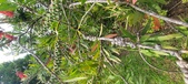 Enlarge photo 467