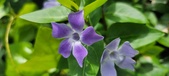Enlarge photo 461