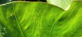 Enlarge photo 200