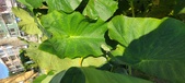 Enlarge photo 193