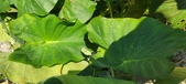 Enlarge photo 192