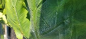Enlarge photo 191