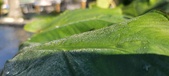 Enlarge photo 186