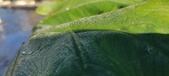 Enlarge photo 188