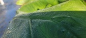 Enlarge photo 177