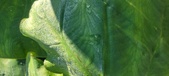 Enlarge photo 190
