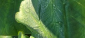 Enlarge photo 184