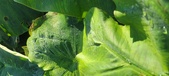 Enlarge photo 183