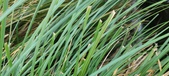 Enlarge photo 173