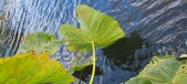 Enlarge photo 139