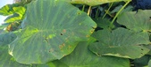 Enlarge photo 138