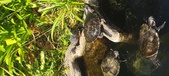 Enlarge photo 171